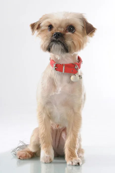 MC-Miska dla psa 15 cm, Pawtrait