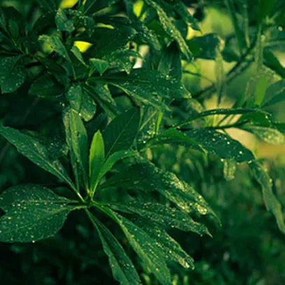 CERERIA MOLLA Zapas do dyfuzora 500ml. Tea and Lemongrass