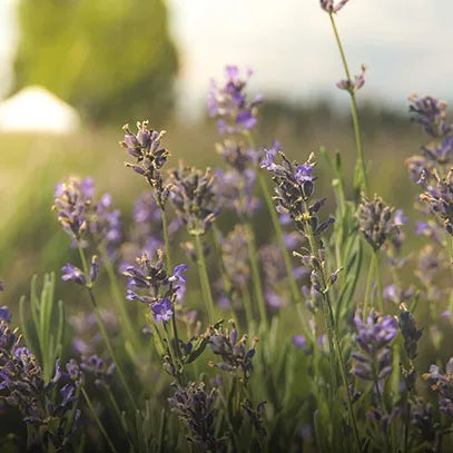 CERERIA MOLLA Świeca Premium 230gr. Provence Lavender