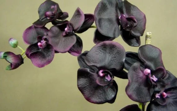 CERERIA MOLLA Dyfuzor Premium  Reed 100ml. Black Orchid and